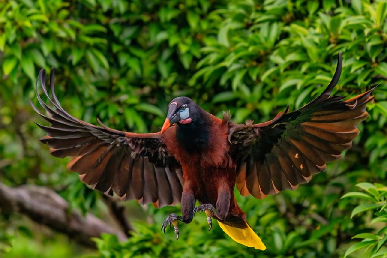 060 Arenal, montezuma oropendola.jpg